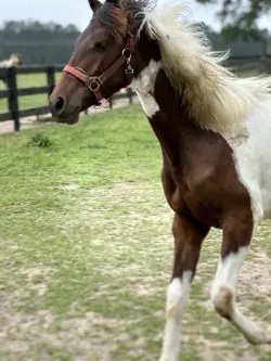 thumbnail_IMG_0181 A horse with long hair is running in the grass.