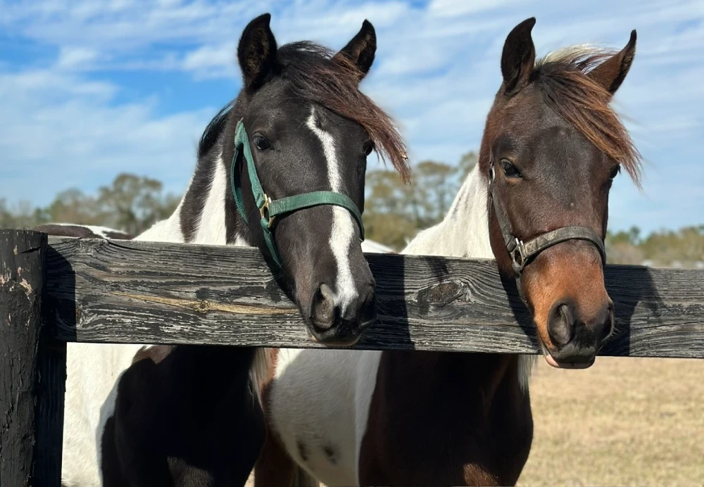 67f58dd5d089c_82E65446-006B-43A0-B1E0-7D859C7E9F34 (1) Two horses standing next to each other in a field.