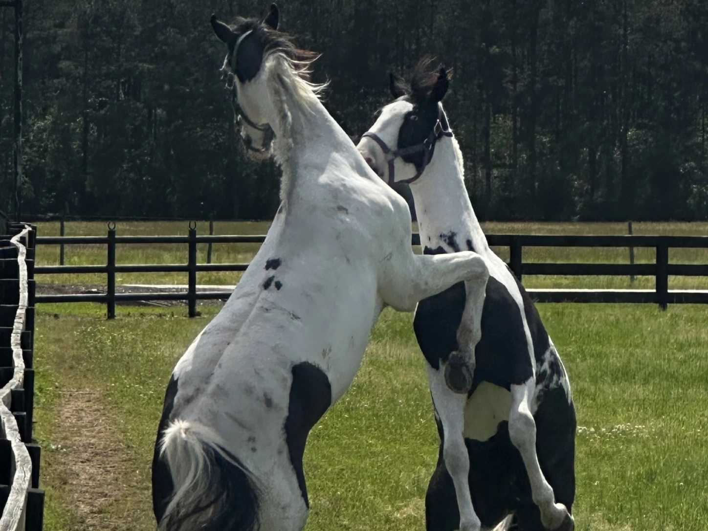 Two horses standing in a field with one horse jumping on the other.