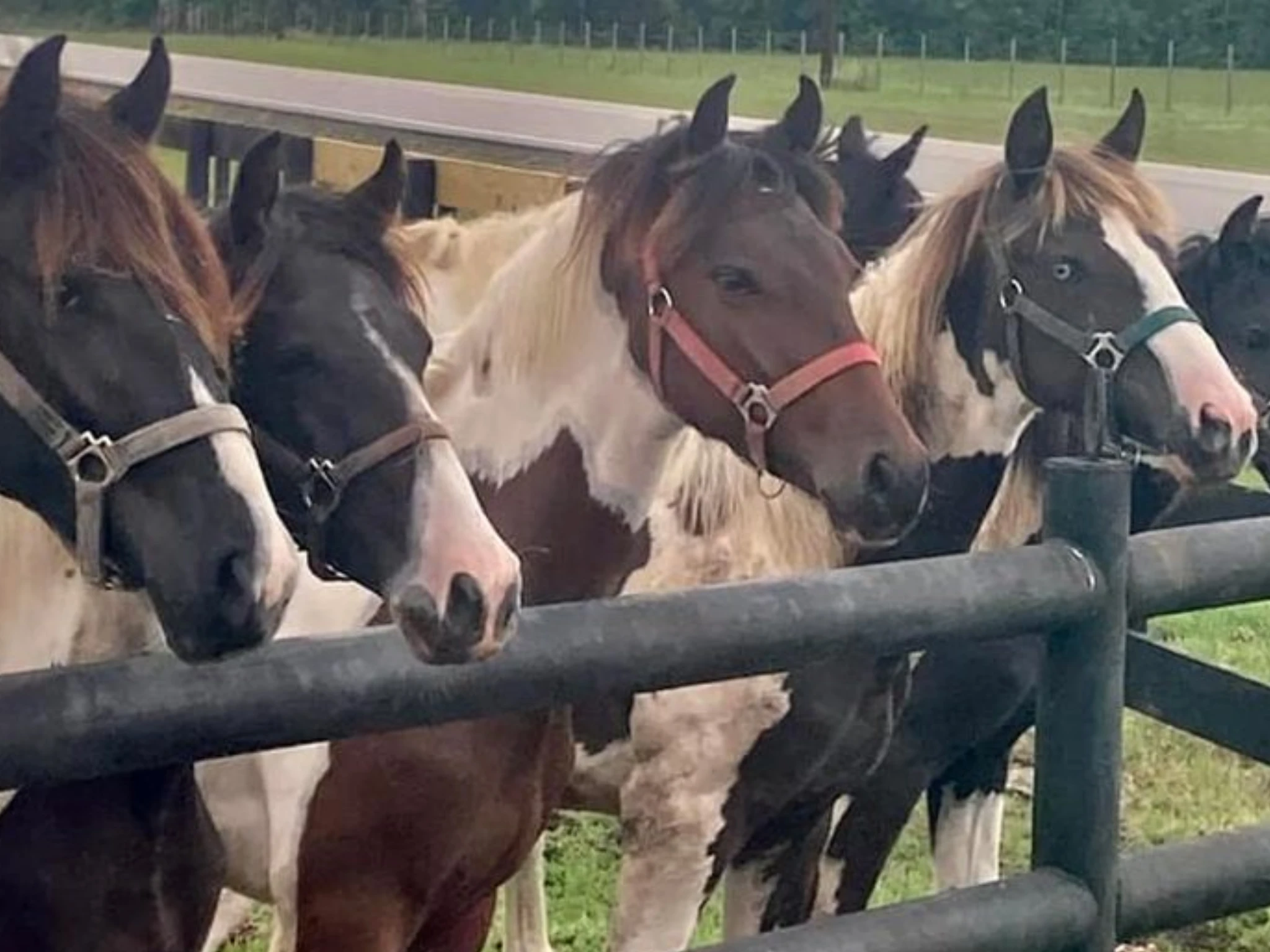A group of horses standing next to each other.