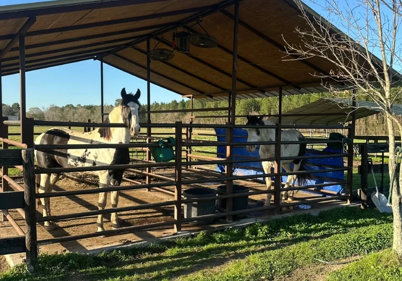 67f58ea860d5d_Image20250408140059 A horse is standing in the shade of a barn.