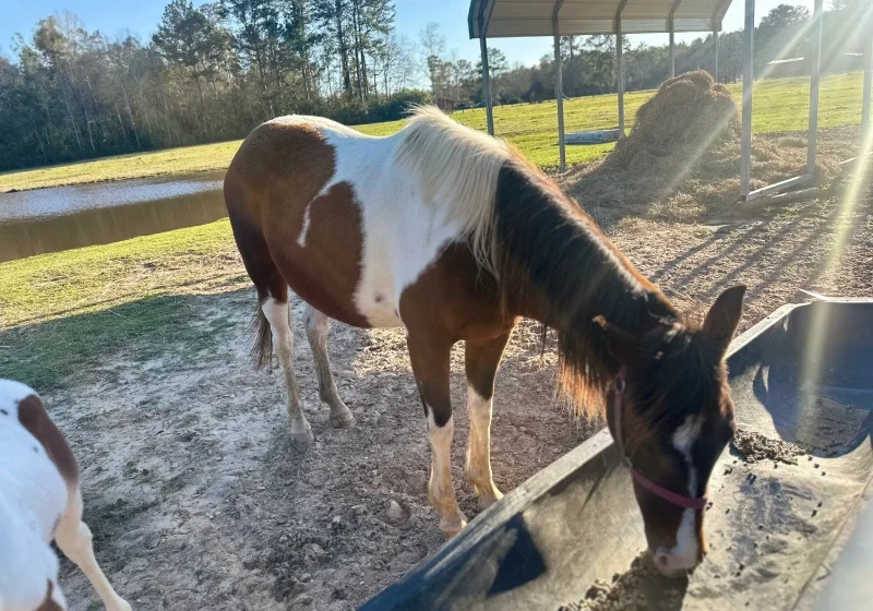 67f58fdd3b33b_Image20250408140554 A horse is eating some hay in the sun.